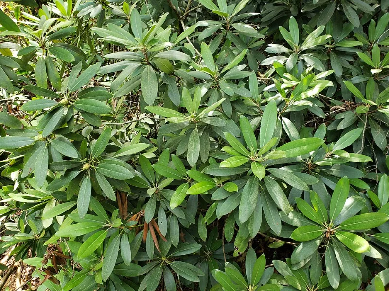 Rosebay rhododendron (Rhododendron maximum) in flower