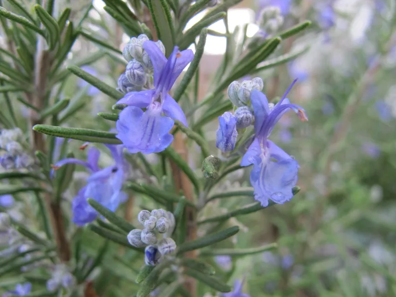 Rosemary (Salvia rosmarinus) in flower