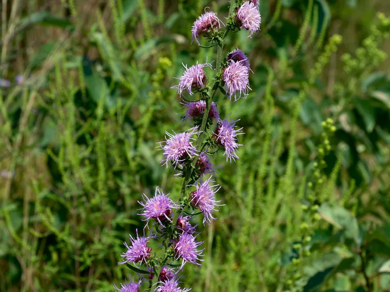 Rough blazing star (Liatris aspera) in flower