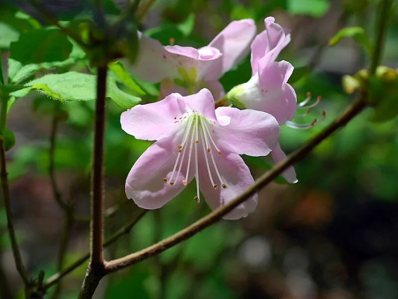 Royal azalea (Rhododendron schlippenbachii) in flower