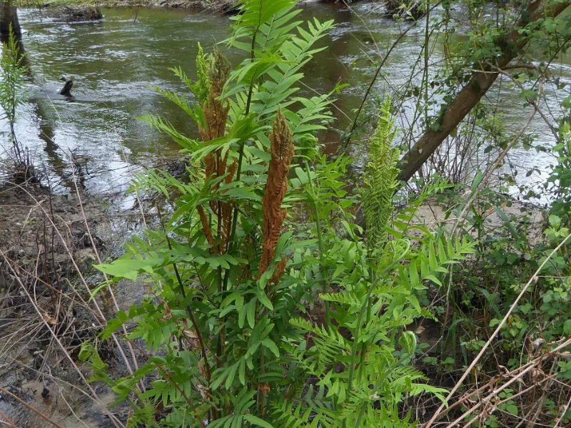 Royal fern (Osmunda regalis)