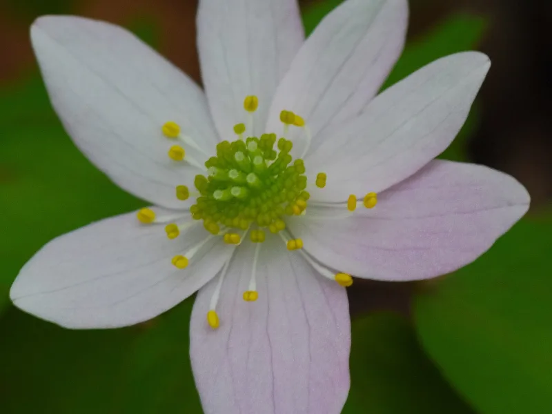 Rue anemone (Thalictrum thalictroides) in flower