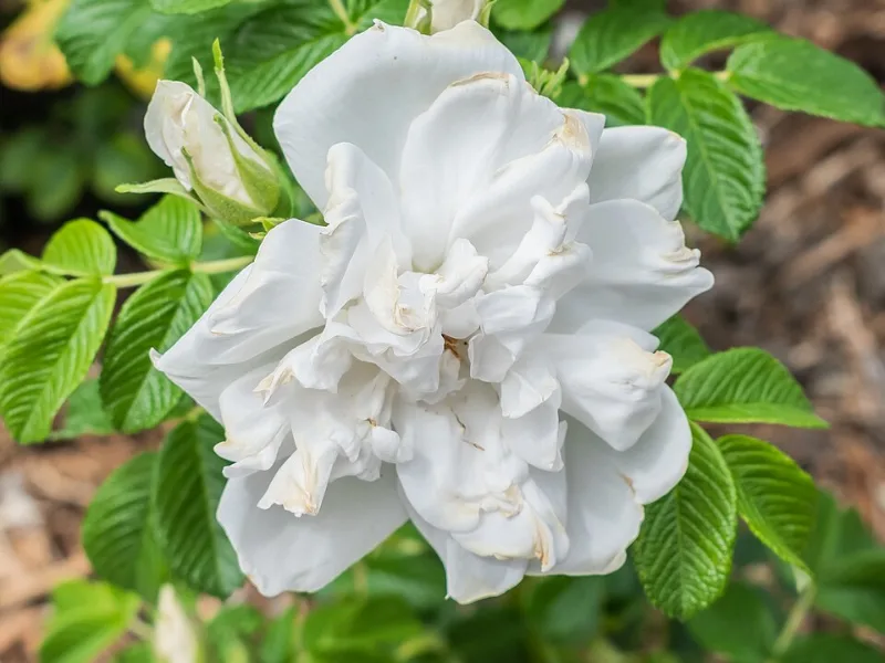 Rugosa rose 'Blanc Double de Coubert' (Rosa 'Blanc Double de Coubert') in flower