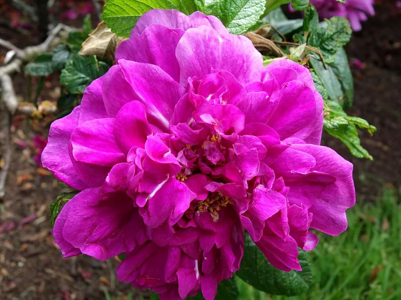 Rugosa rose 'Hansa' (Rosa rugosa 'Hansa') in flower