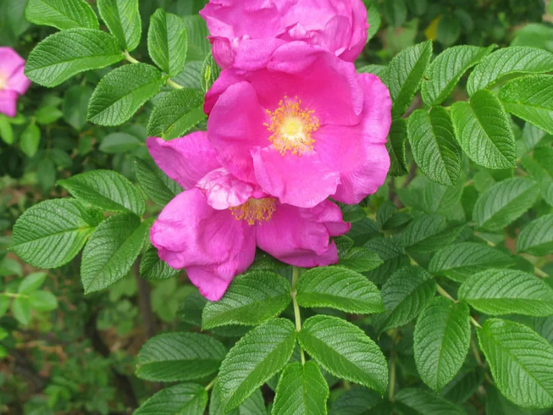 Rugosa rose (Rosa rugosa) in flower