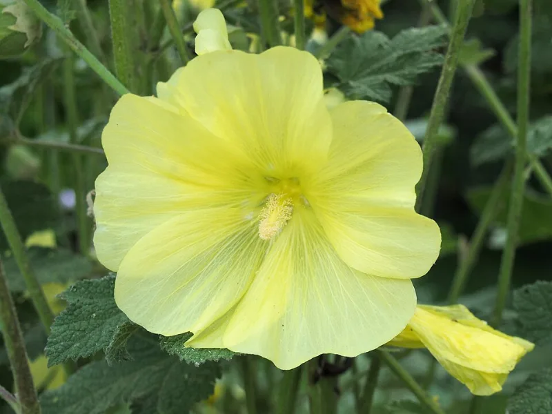 Russian hollyhock (Alcea rugosa) in flower