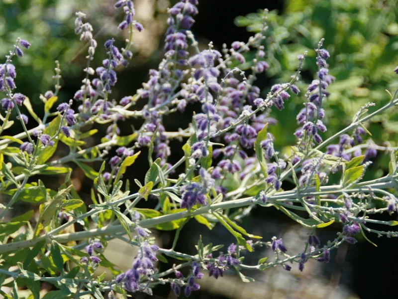 Russian sage 'Little Spire' (Salvia yangii 'Little Spire') in flower