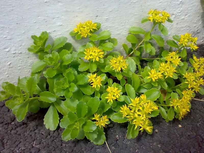 Russian stonecrop (Sedum kamtschaticum) in flower