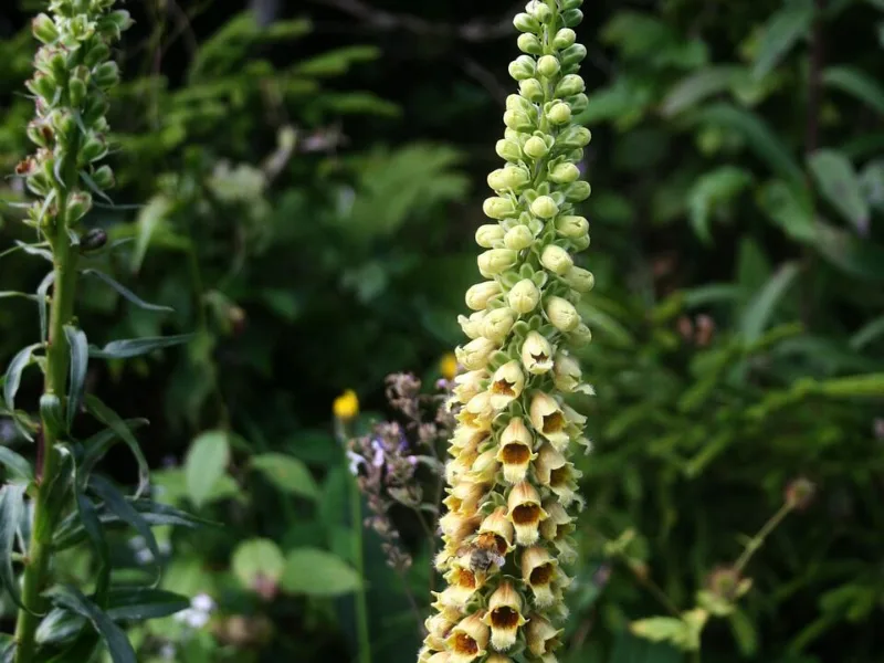 Rusty foxglove (Digitalis ferruginea) in flower