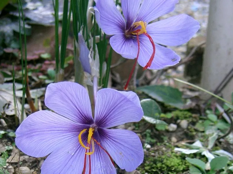 Saffron crocus (Crocus sativus) in flower