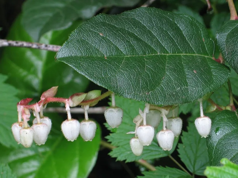 Salal (Gaultheria shallon) in flower