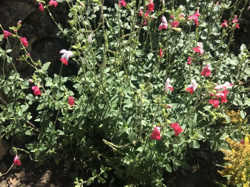 Salvia 'Hot Lips' (Salvia microphylla 'Hot Lips') in flower
