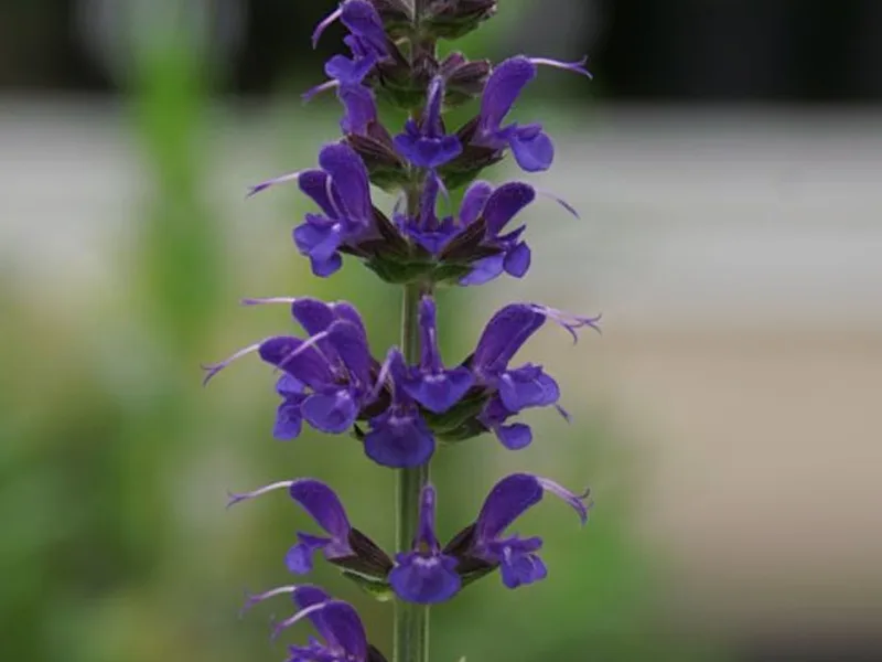 Salvia 'May Night' (Salvia nemorosa 'Mainacht') in flower