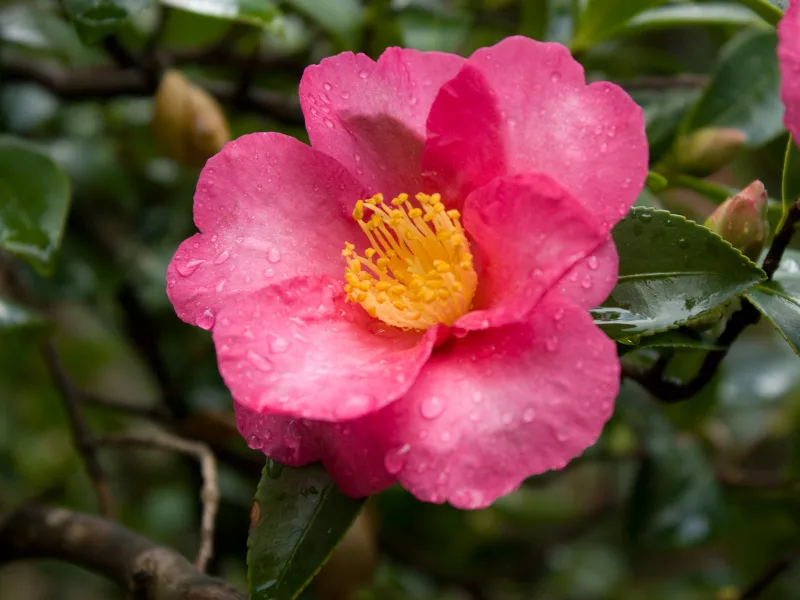 Sasanqua camellia (Camellia sasanqua) in flower