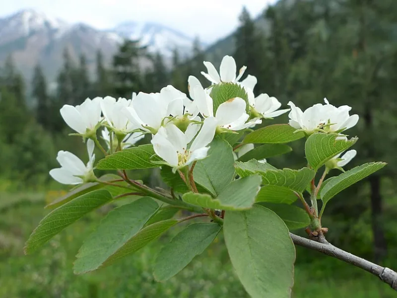 Saskatoon serviceberry (Amelanchier alnifolia) in flower