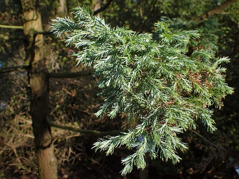 Sawara cypress 'Boulevard' (Chamaecyparis pisifera 'Boulevard')