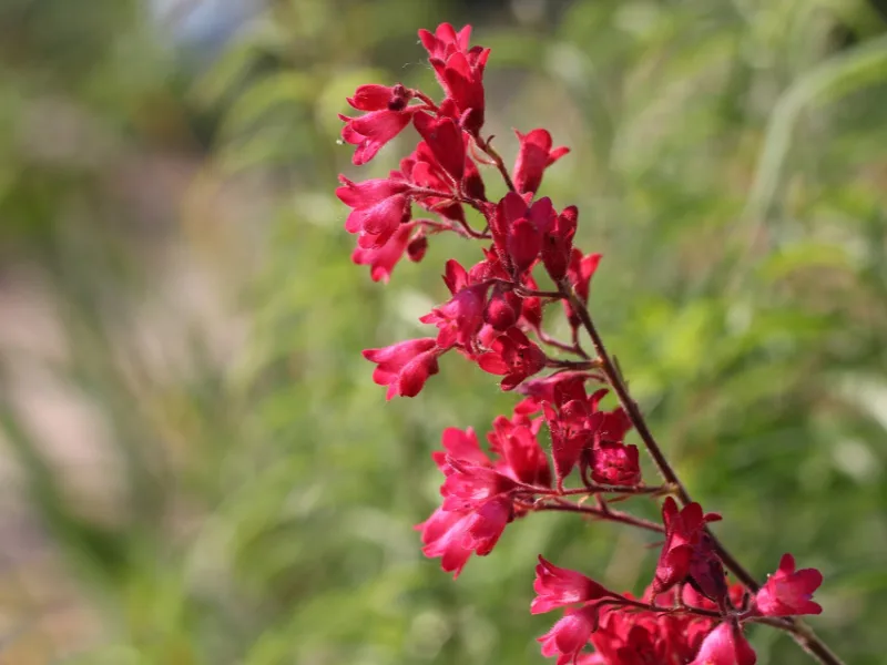 Scarlet coral bells (Heuchera sanguinea) in flower