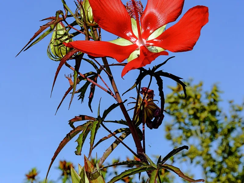 Scarlet rose mallow (Hibiscus coccineus) in flower