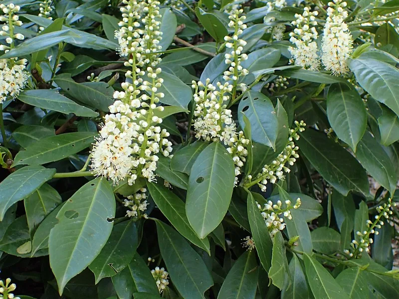 Schip laurel (Prunus laurocerasus 'Schipkaensis') in flower