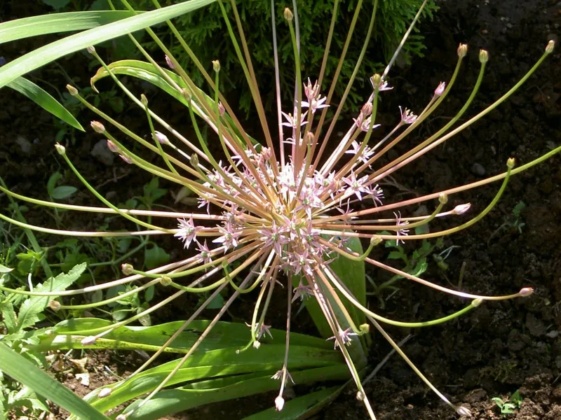 Schubert's allium (Allium schubertii) in flower
