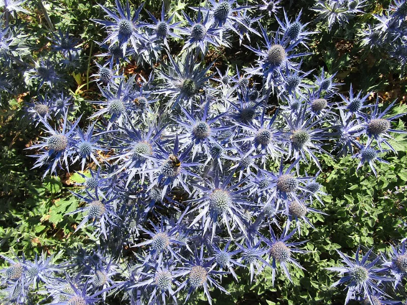 Sea holly 'Big Blue' (Eryngium x zabelii 'Big Blue') in flower
