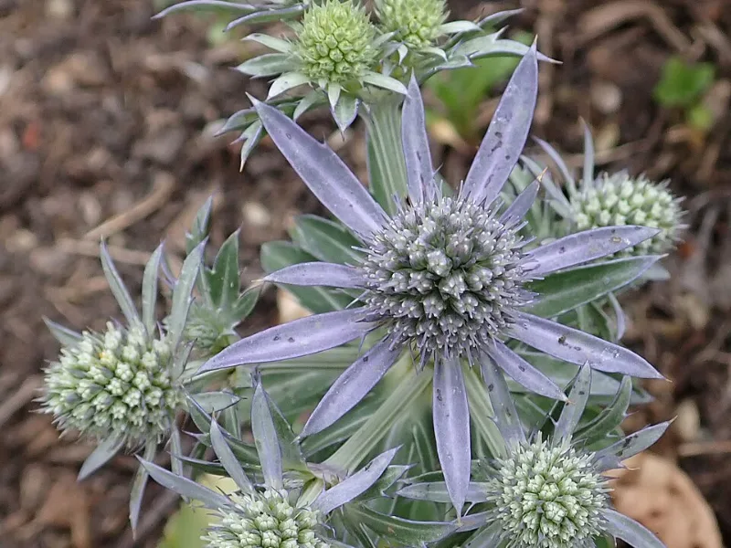 Sea holly 'Blue Hobbit' (Eryngium planum 'Blue Hobbit') in flower