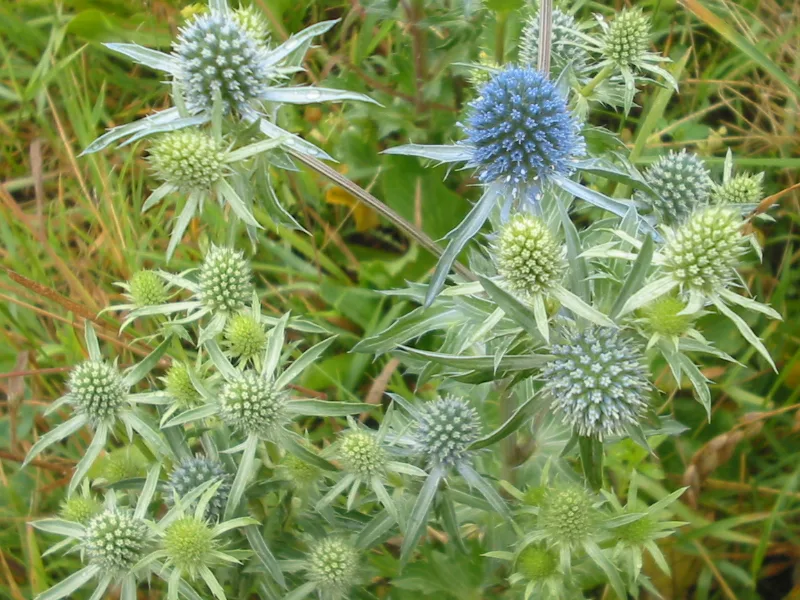Sea holly (Eryngium planum) in flower