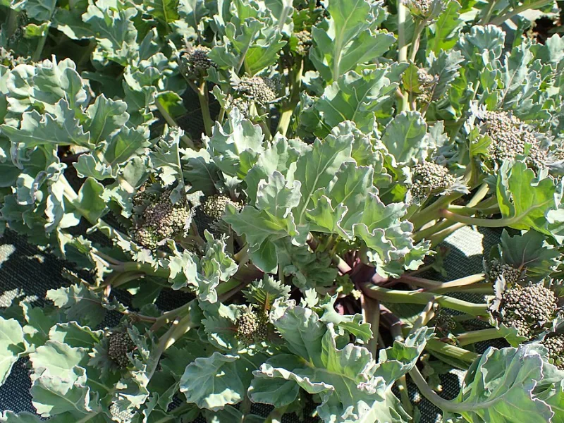 Sea kale (Crambe maritima) in flower