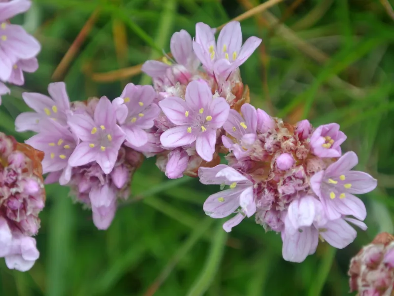 Sea thrift (Armeria maritima) in flower