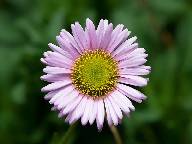 Seaside daisy (Erigeron glaucus) in flower
