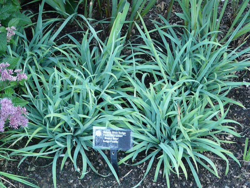 Sedge 'Bunny Blue' (Carex laxiculmis 'Hobb' (Bunny Blue))