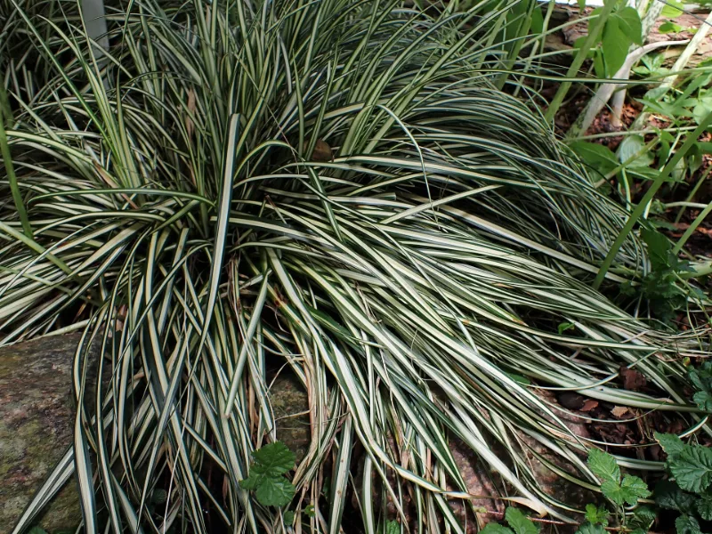 Sedge 'Evergold' (Carex oshimensis 'Evergold')