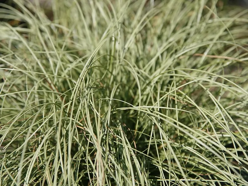 Sedge 'Frosted Curls' (Carex comans 'Frosted Curls')