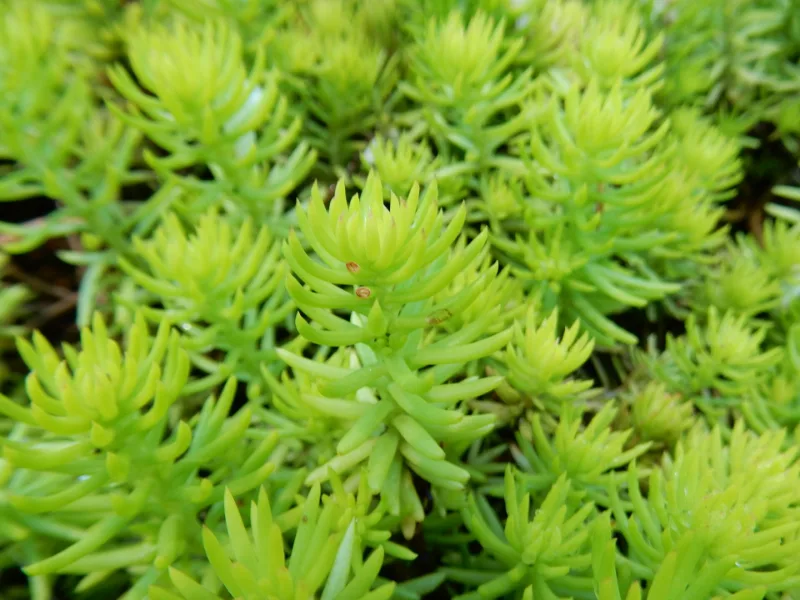 Sedum 'Angelina' (Sedum rupestre 'Angelina')