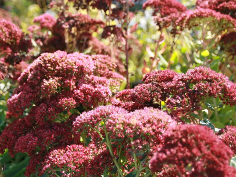 Sedum 'Autumn Fire' (Hylotelephium 'Autumn Fire') in flower