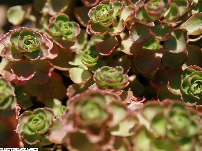 Sedum 'Dragon's Blood' (Phedimus spurius 'Schorbuser Blut' (formerly Sedum spurium)) in flower