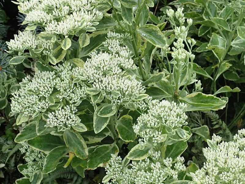 Sedum 'Frosty Morn' (Hylotelephium erythrostictum 'Frosty Morn') in flower