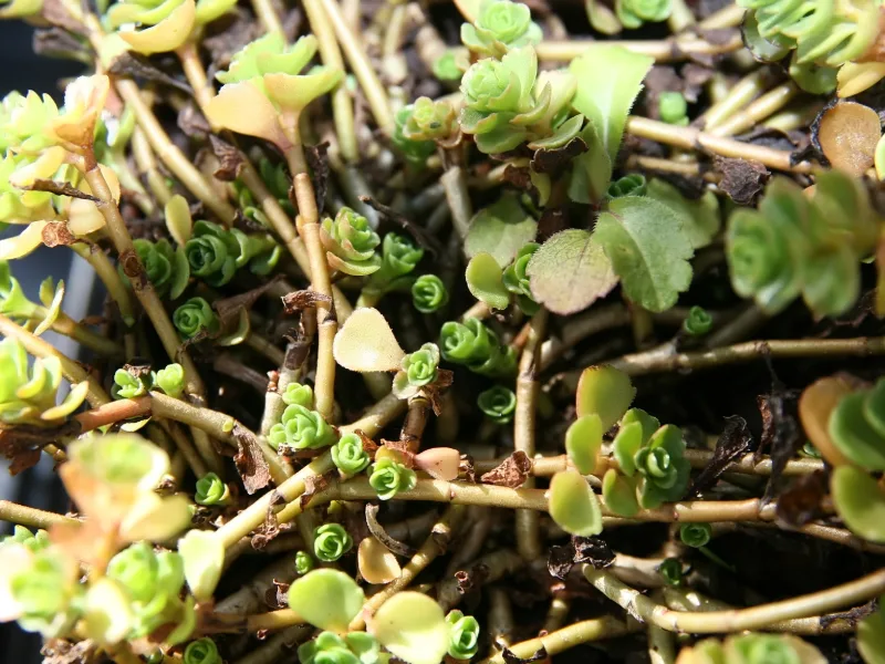 Sedum 'John Creech' (Sedum spurium 'John Creech')
