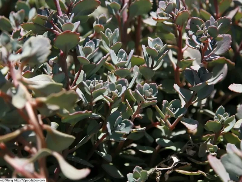 Sedum 'Lidakense' (Hylotelephium cauticola 'Lidakense') in flower