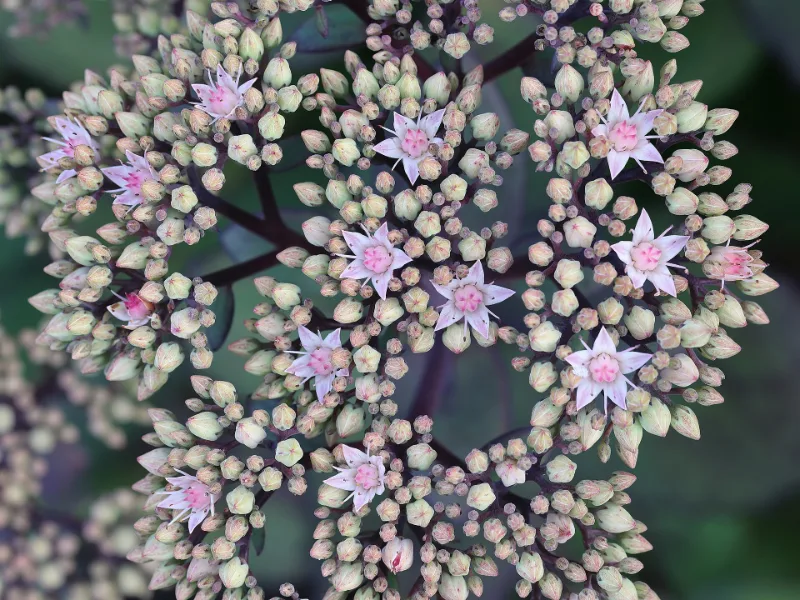Sedum 'Matrona' (Hylotelephium 'Matrona') in flower