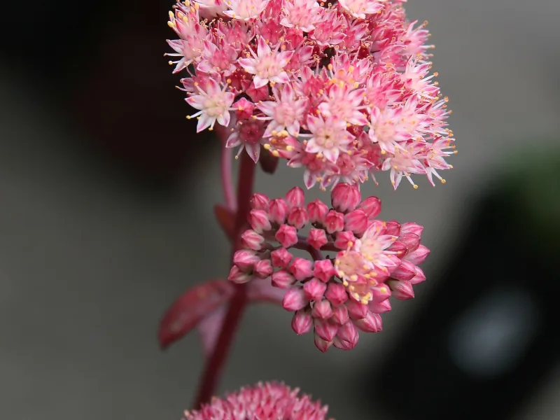 Sedum 'Purple Emperor' (Hylotelephium telephium 'Purple Emperor') in flower