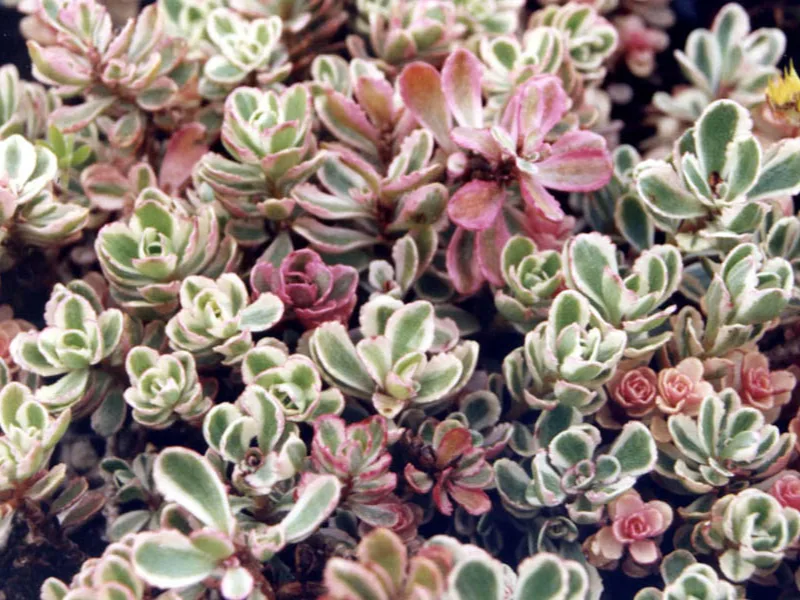 Sedum 'Tricolor' (Sedum spurium 'Tricolor') in flower