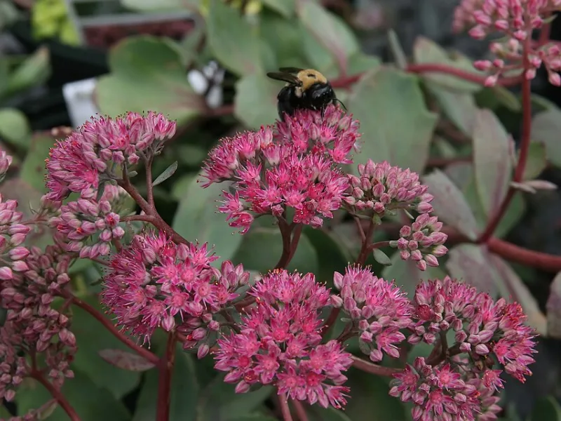 Sedum 'Vera Jameson' (Hylotelephium 'Vera Jameson') in flower
