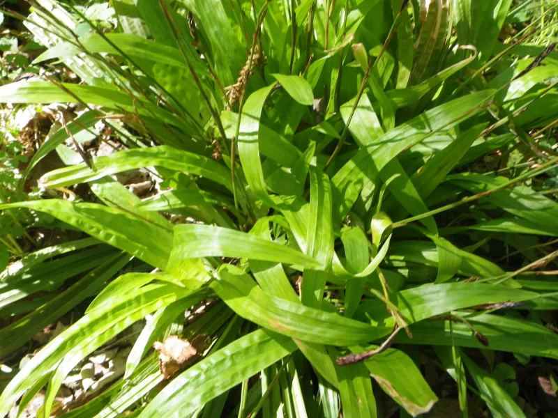 Seersucker sedge (Carex plantaginea)