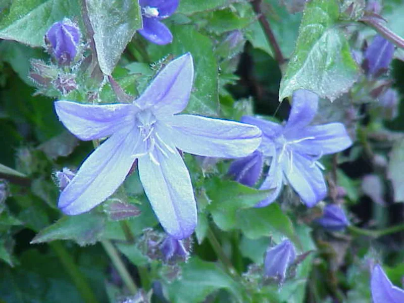 Serbian bellflower (Campanula poscharskyana) in flower