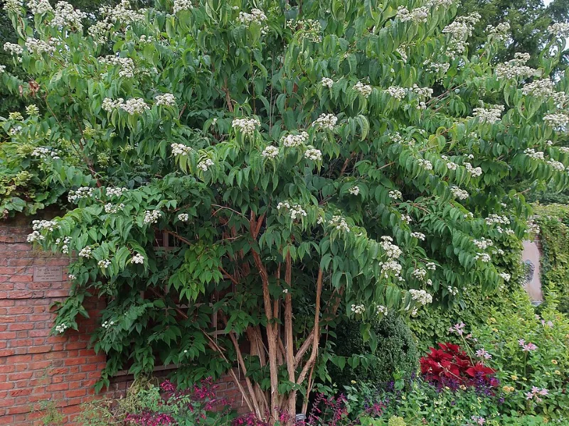 Seven-son flower (Heptacodium miconioides) in flower