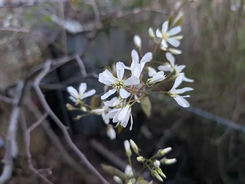 Shadblow serviceberry (Amelanchier canadensis) in flower