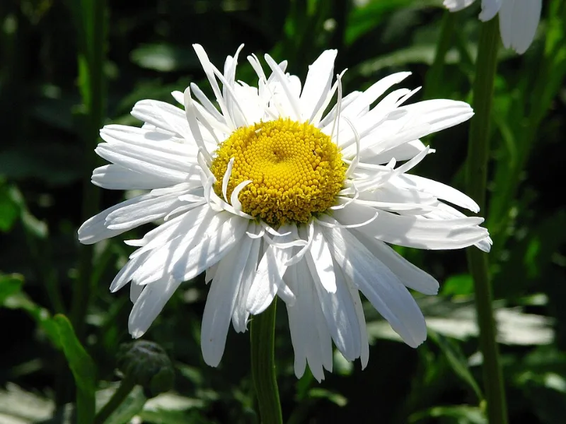 Shasta daisy 'Crazy Daisy' (Leucanthemum x superbum 'Crazy Daisy') in flower