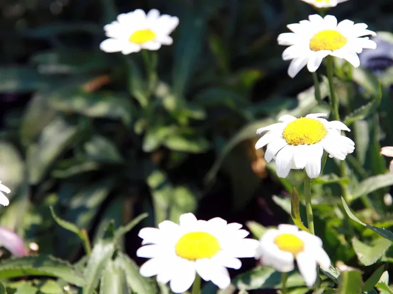 Shasta daisy 'Snowcap' (Leucanthemum x superbum 'Snowcap') in flower