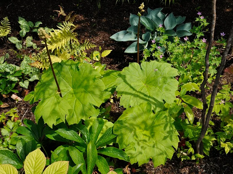 Shieldleaf rodgersia (Astilboides tabularis)